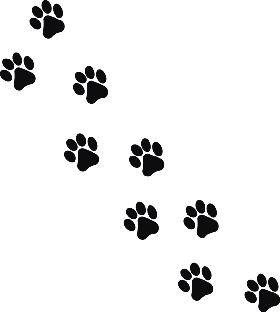 Animal Track Illustration